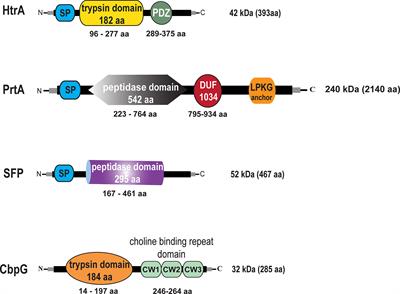 Extracellular Pneumococcal Serine Proteases Affect Nasopharyngeal Colonization